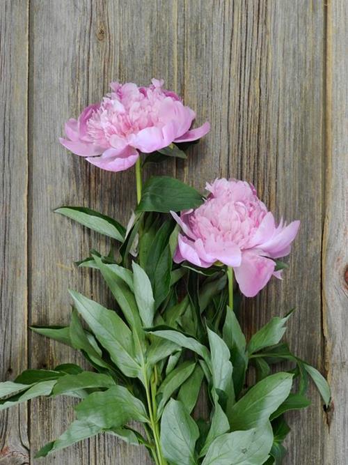 Wholesale Jules Elie Pink Peonies Delivered Online FlowerFarm